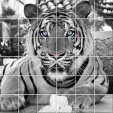 Autocolante Azulejo tigre