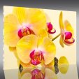 Quadro Acrílico orquídea