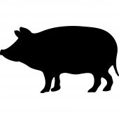 Autocolante ardósia porco