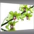 Quadro PVC Forex orquídea