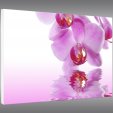 Quadro PVC Forex orquídea