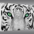 Quadro PVC Forex Tigre