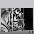 Quadro Triptico PVC Tigre