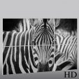 Quadro Triptico PVC zebra