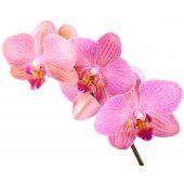 Autocolante decorativo flores