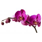 Autocolante decorativo infantil orquídea