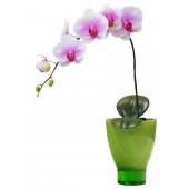 Autocolante decorativo infantil Orquídea