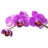 Autocolante decorativo orquídea