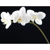 Autocolante decorativo orquídea