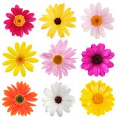 Kit Autocolante decorativo infantil 9 flores