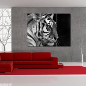 Quadro Triptico PVC Tigre