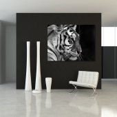 Quadro Triptico PVC Tigre