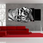 Quadro Triptico PVC Tigre